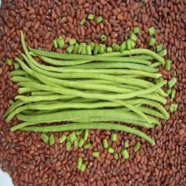  Bean Seeds - Brown