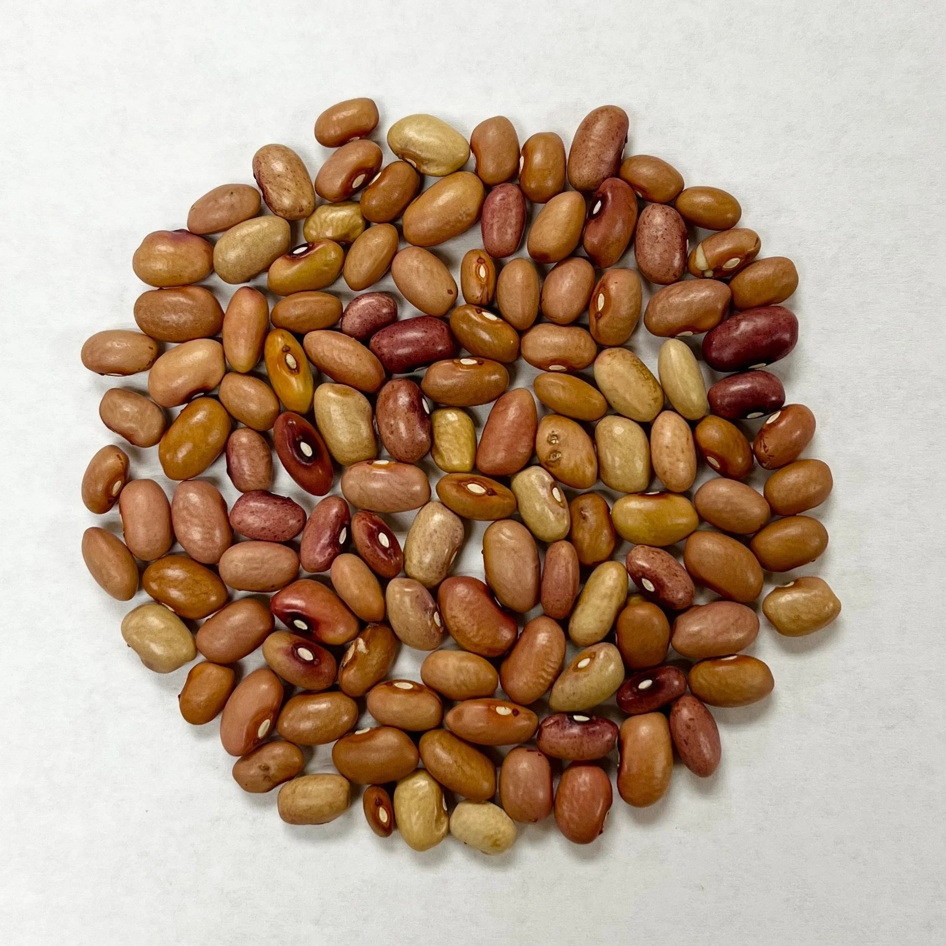  Bean Seeds - Brown
