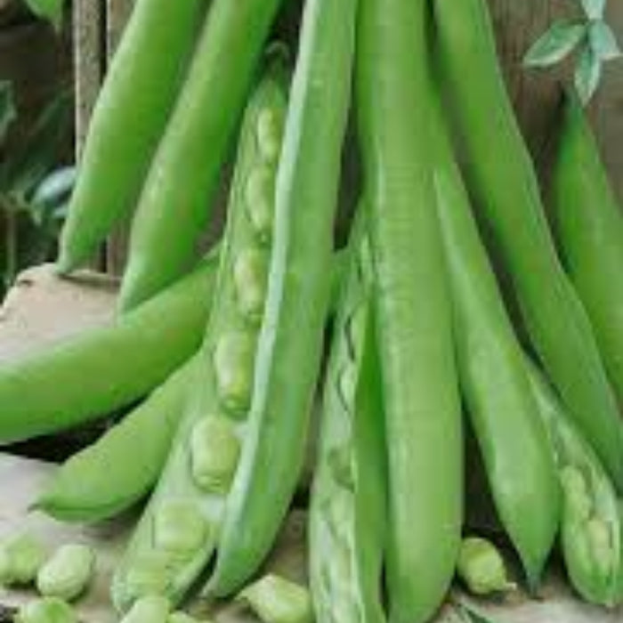 Bean Seeds - Green Aquadulce