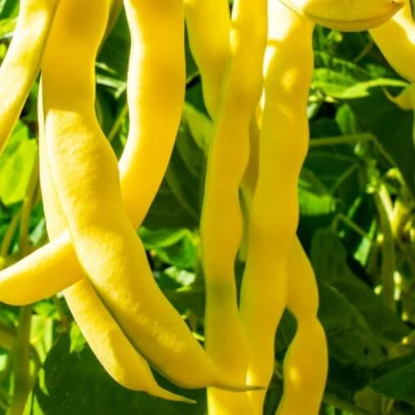 Bean Seeds  - Venezia