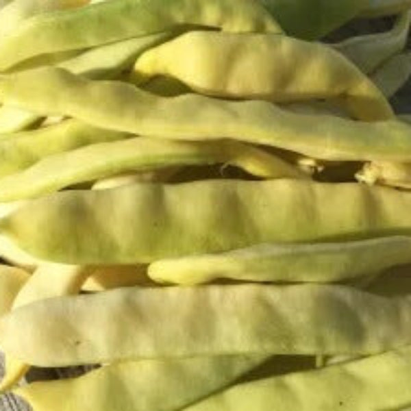 Bean Seeds  - Venezia