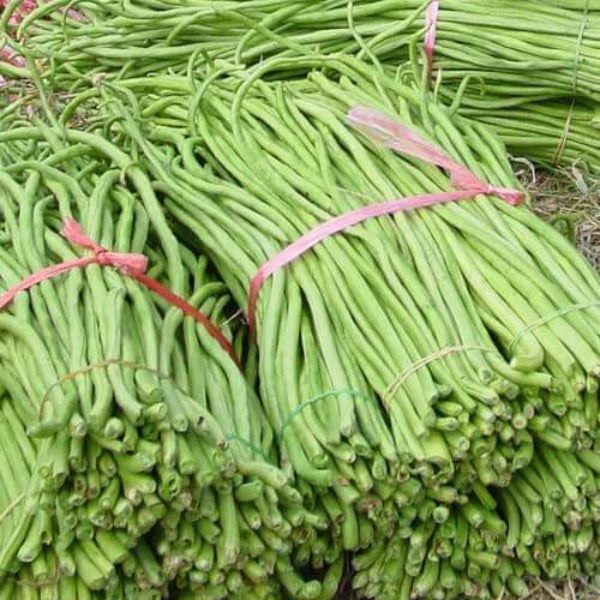 Bean Seeds - Yard Long