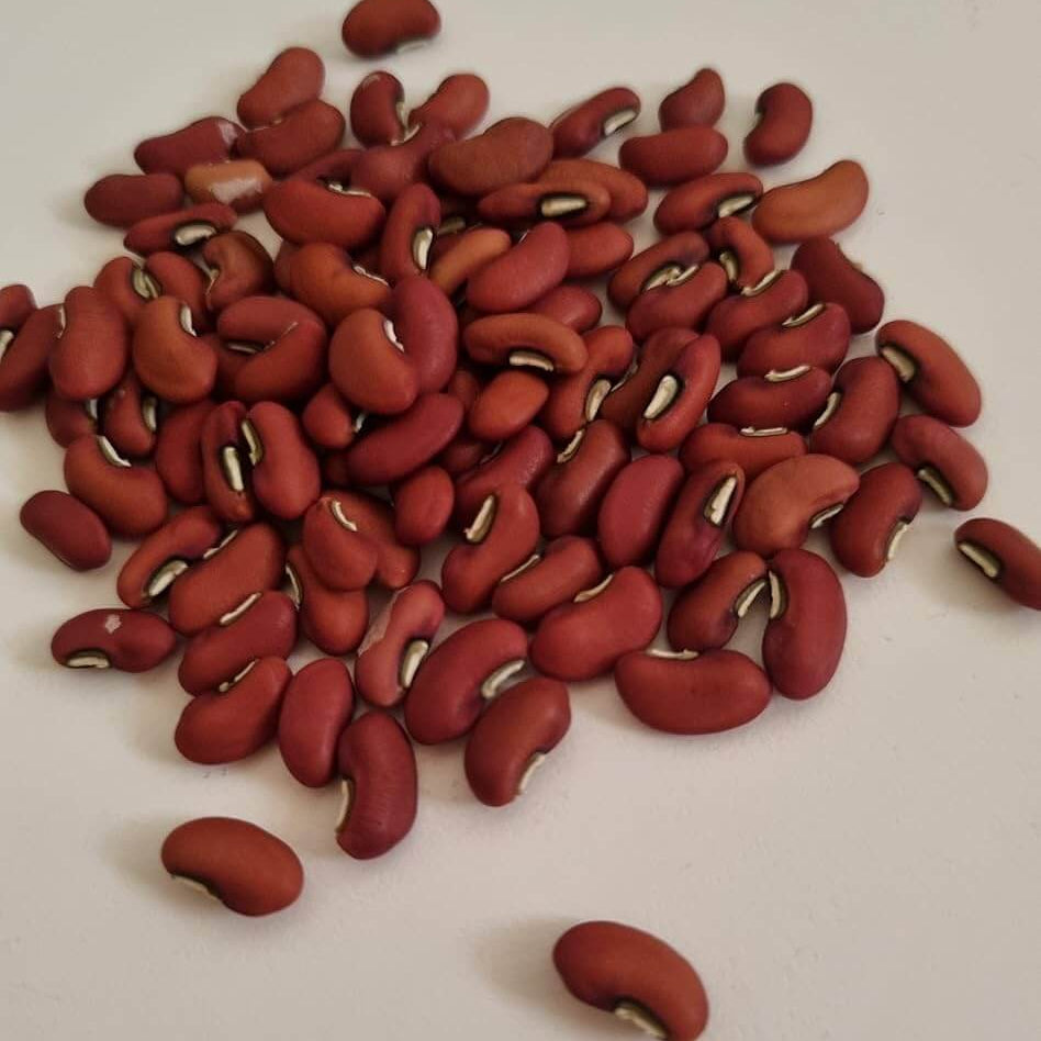 Bean Seeds - Yard Long