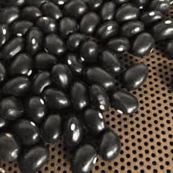 Bean Seeds – Black Coco