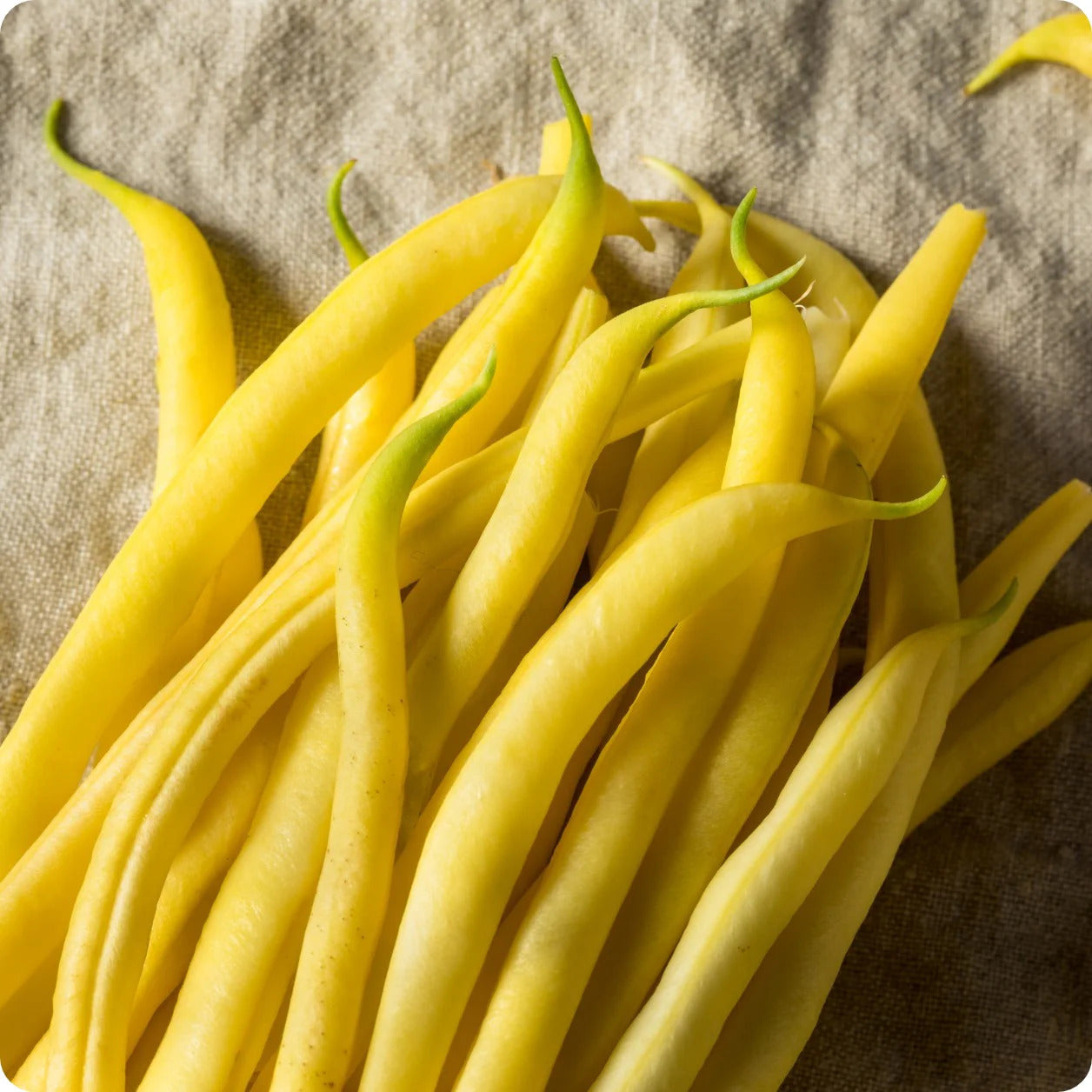 Bean Seeds – Heirloom Yellow
