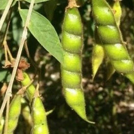 Bean Seeds – Jamaica Gungo