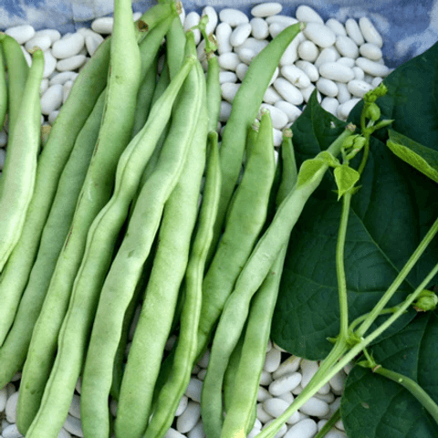 Bean Seeds – Mogettes