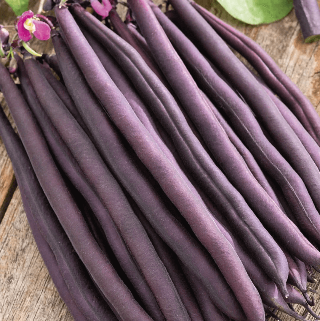 Bean Seeds – Purple Stallard