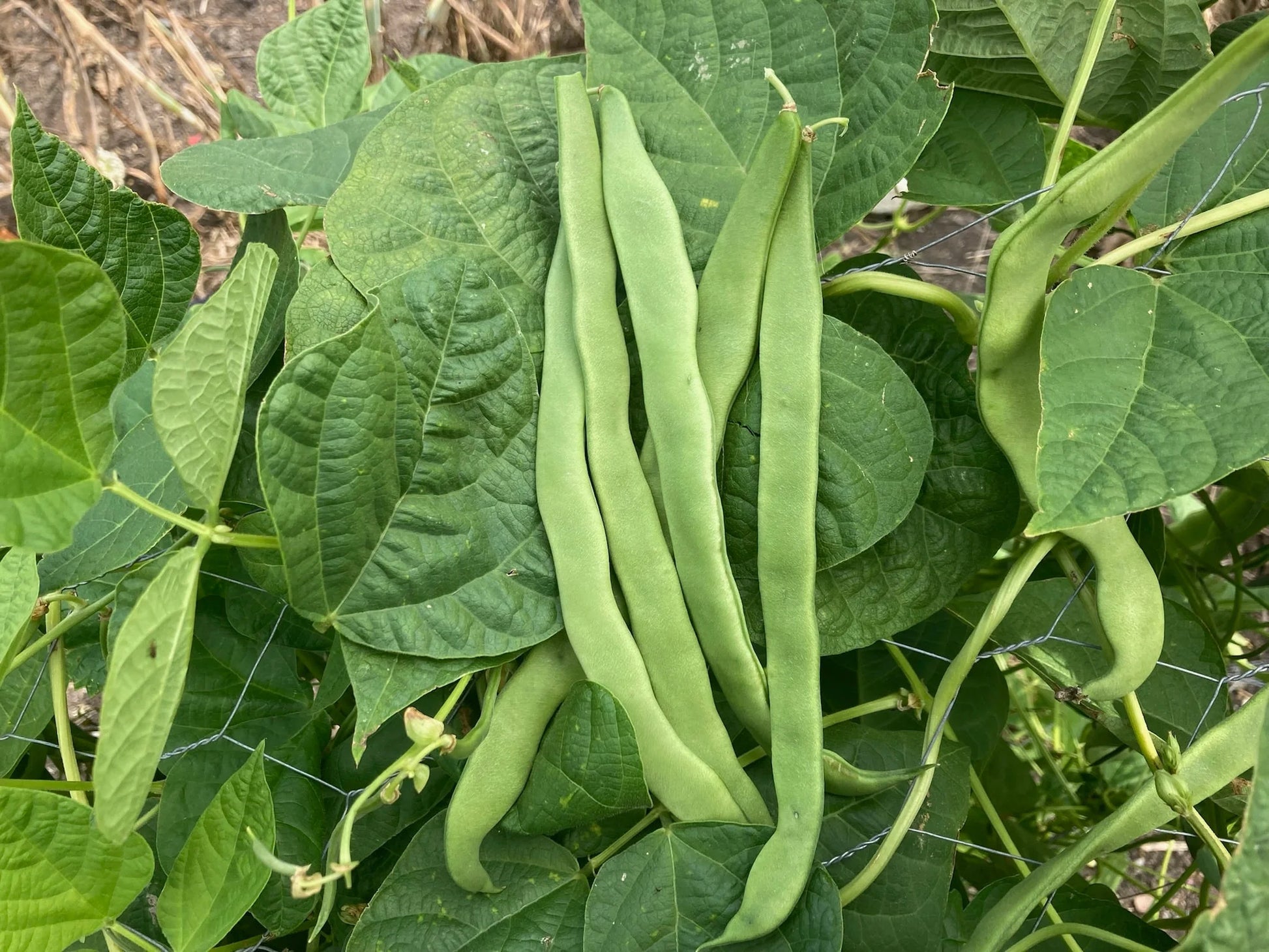 Bean Seeds – Romano Pole
