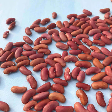 Bean Seeds