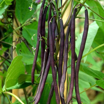 Bean Seeds  - Black
