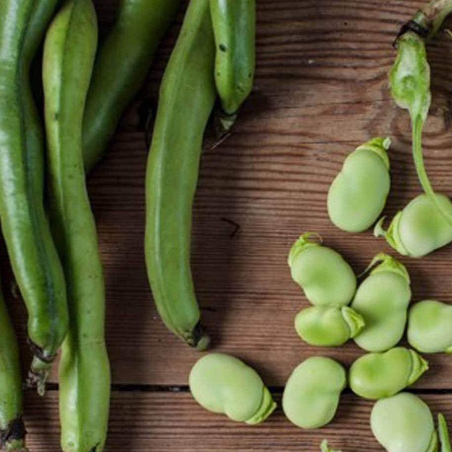  Bean Seeds - Broad