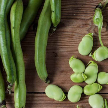  Bean Seeds - Broad