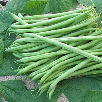 Bean Seeds - French Green