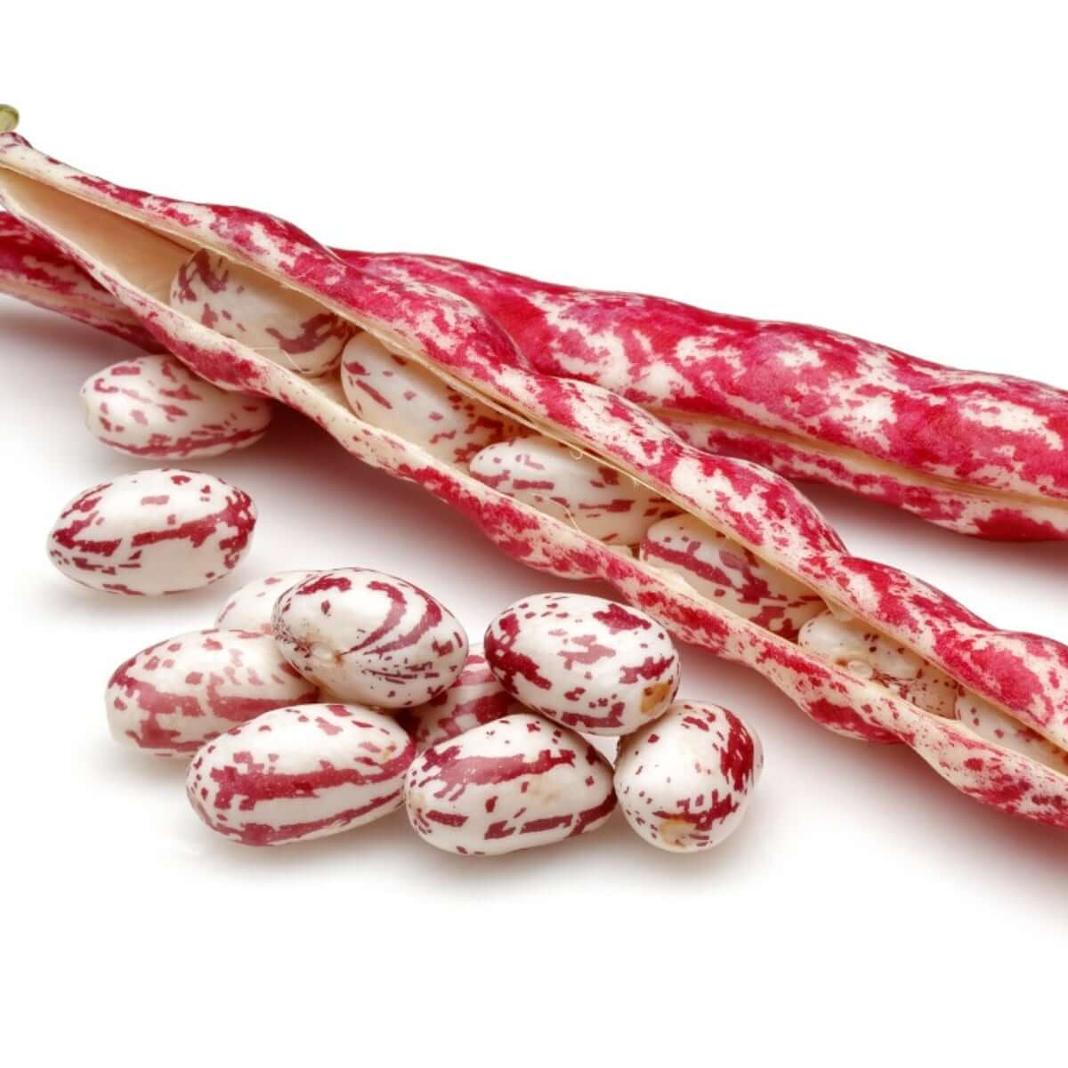 Bean Seeds  - Pink White 