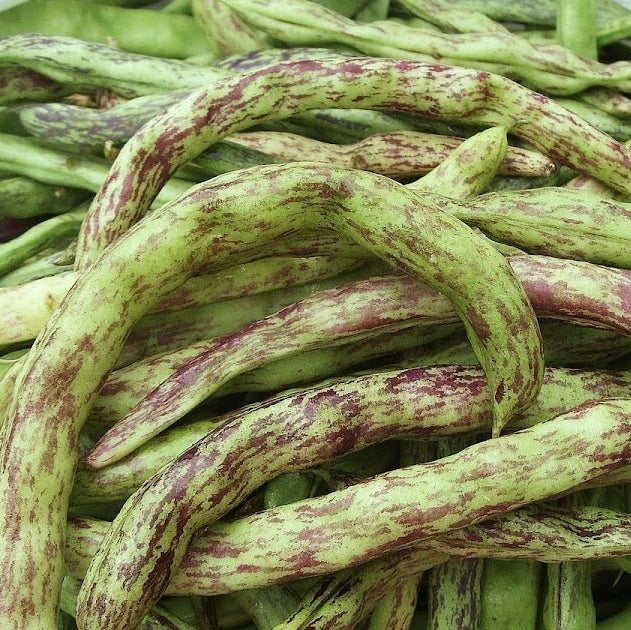 Bean Seeds - Rattlesnake