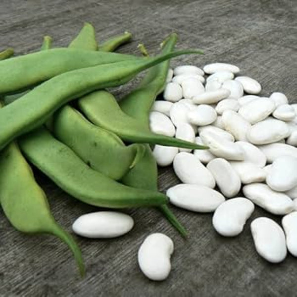  Bean Seeds - White Cattle