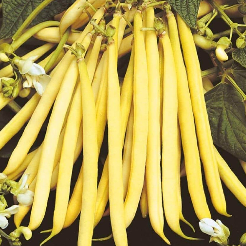 Bean Seeds  - Yellow Bush