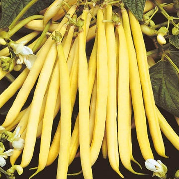 Bean Seeds  - Yellow Bush