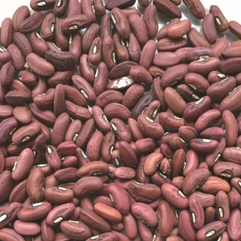 Bean Seeds