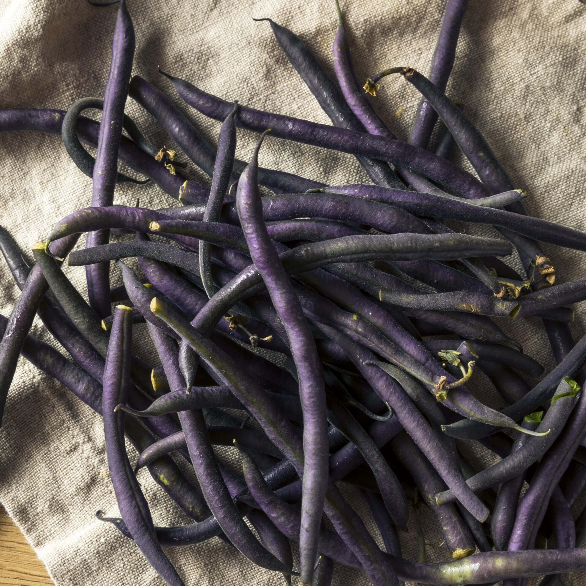  Bean Seeds  - Burgundy