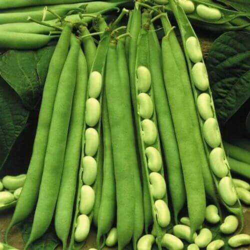 Bean Seeds - French Green