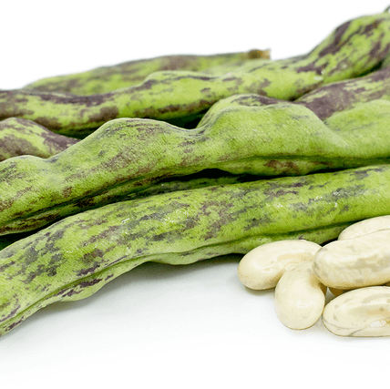 Bean Seeds - Rattlesnake