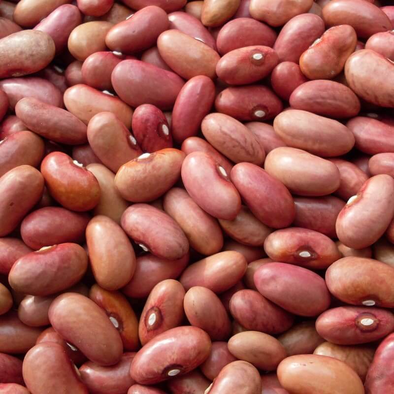 Bean Seeds