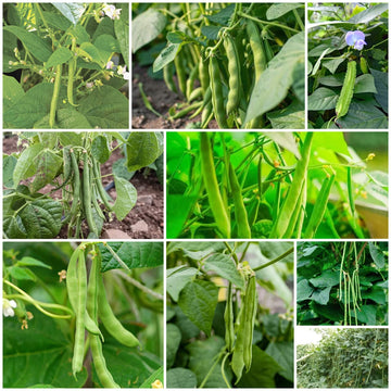 Bean Seeds - All In One For Home Gardens
