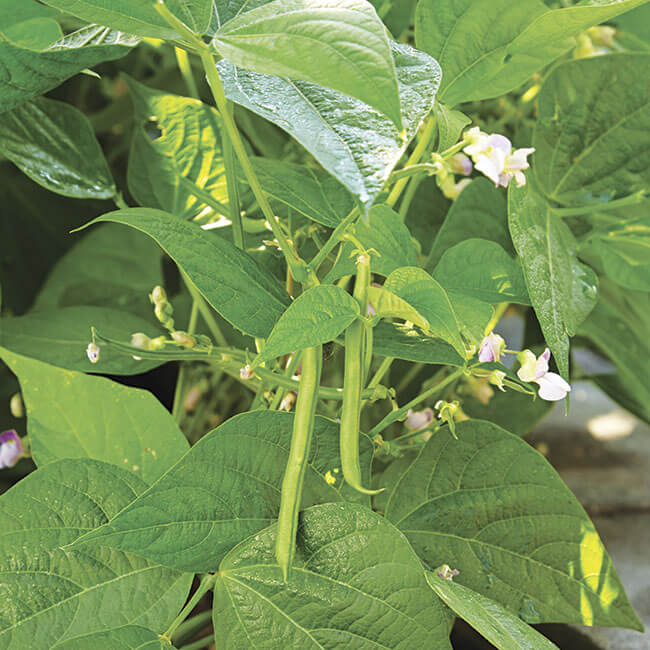 Bean Seeds - All In One For Home Gardens