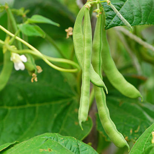 Bean Seeds - All In One For Home Gardens