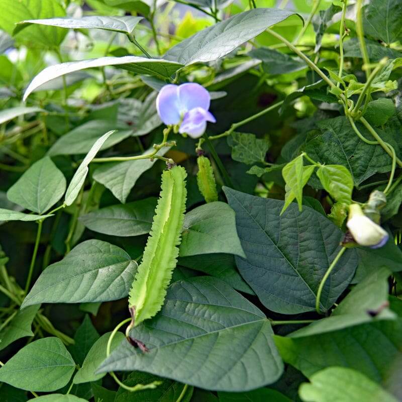 Bean Seeds - All In One For Home Gardens