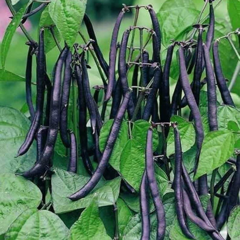 Bean Seeds  - Black
