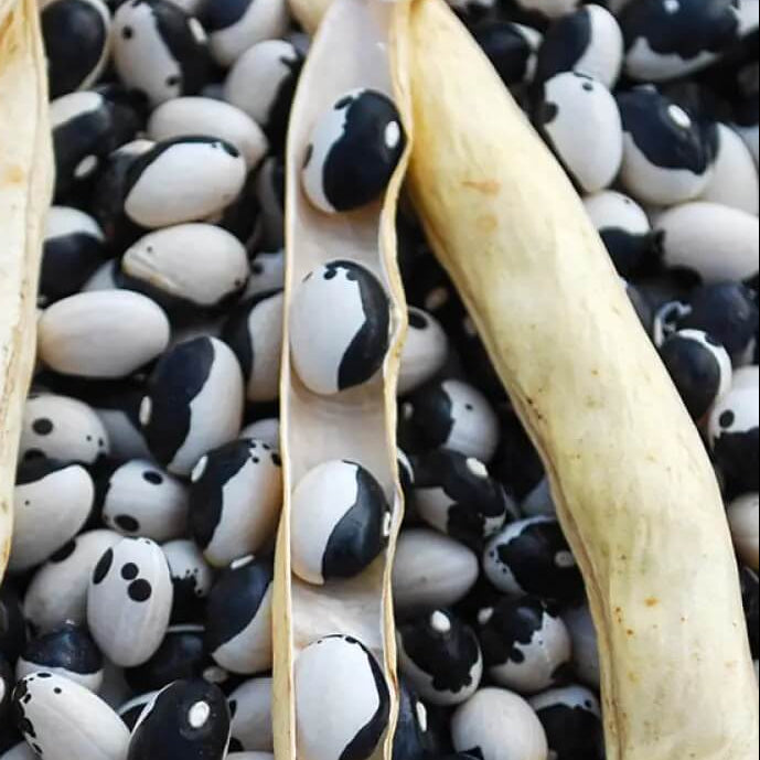Troot Black & White Troot Bean Seeds | Buy Vegetable Garden Seeds