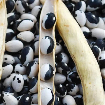 Bean Seeds - Black & White Troot