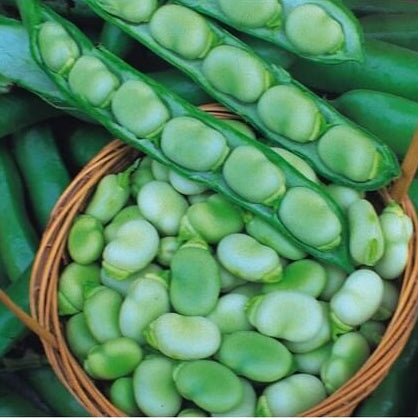  Bean Seeds - Broad
