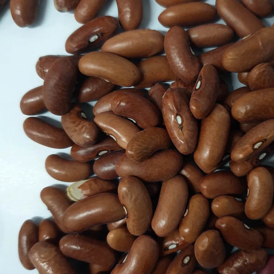  Bean Seeds - Brown