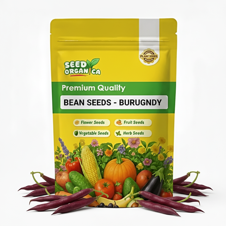 Bean Seeds  - Burgundy