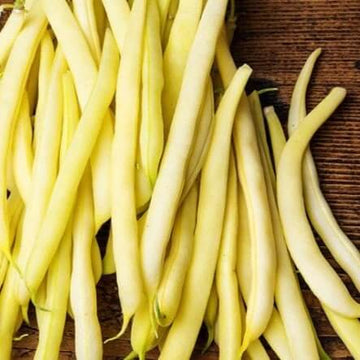 Bean Seeds - Gold Rush