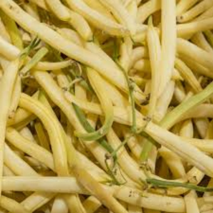 Bean Seeds - Gold Rush