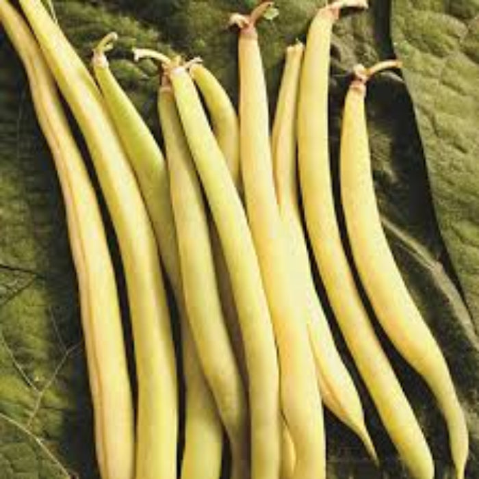 Bean Seeds - Gold Rush