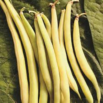 Bean Seeds - Gold Rush