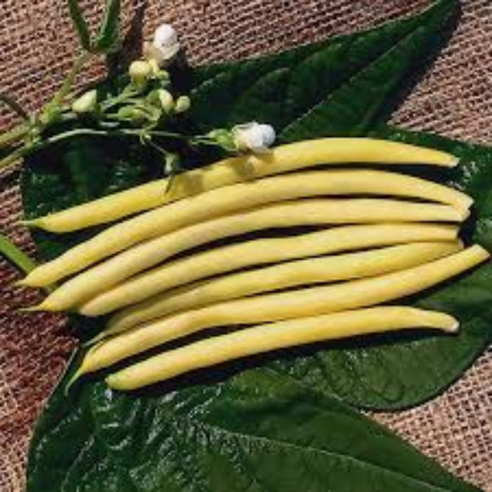 Bean Seeds - Gold Rush