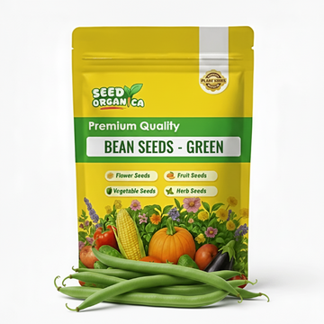 Bean Seeds - Green
