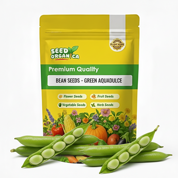 Bean Seeds - Green Aquadulce