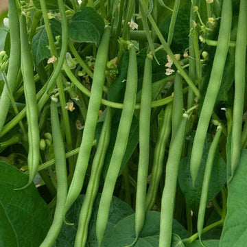 Bean Seeds - Green Contender