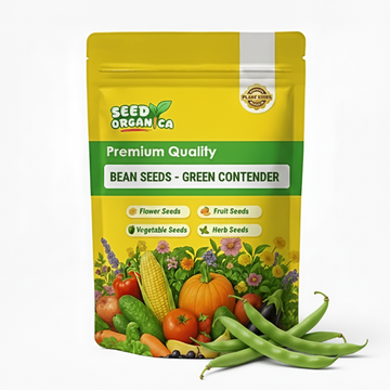 Bean Seeds - Green Contender