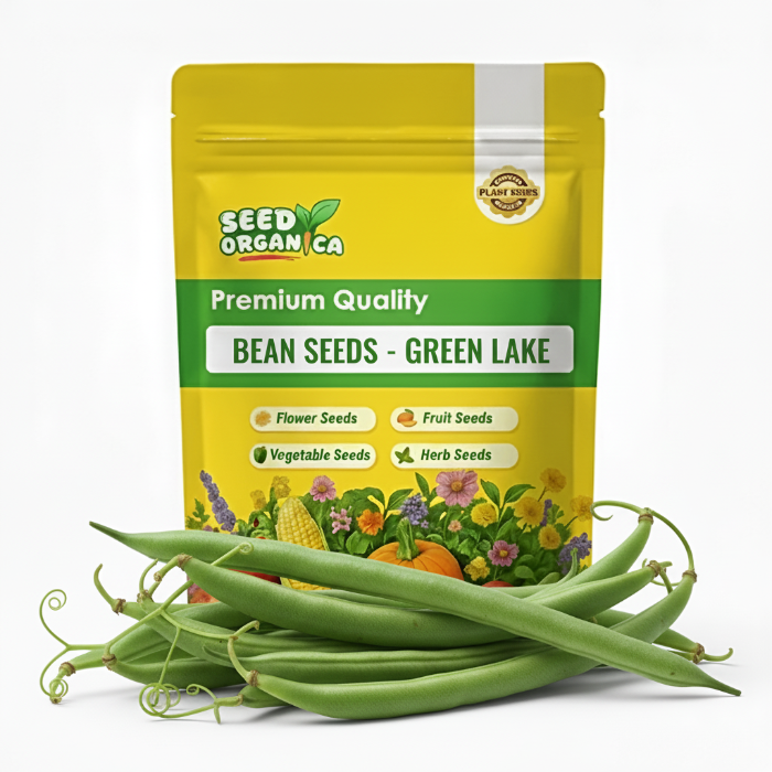 Bean Seeds - Green Lake