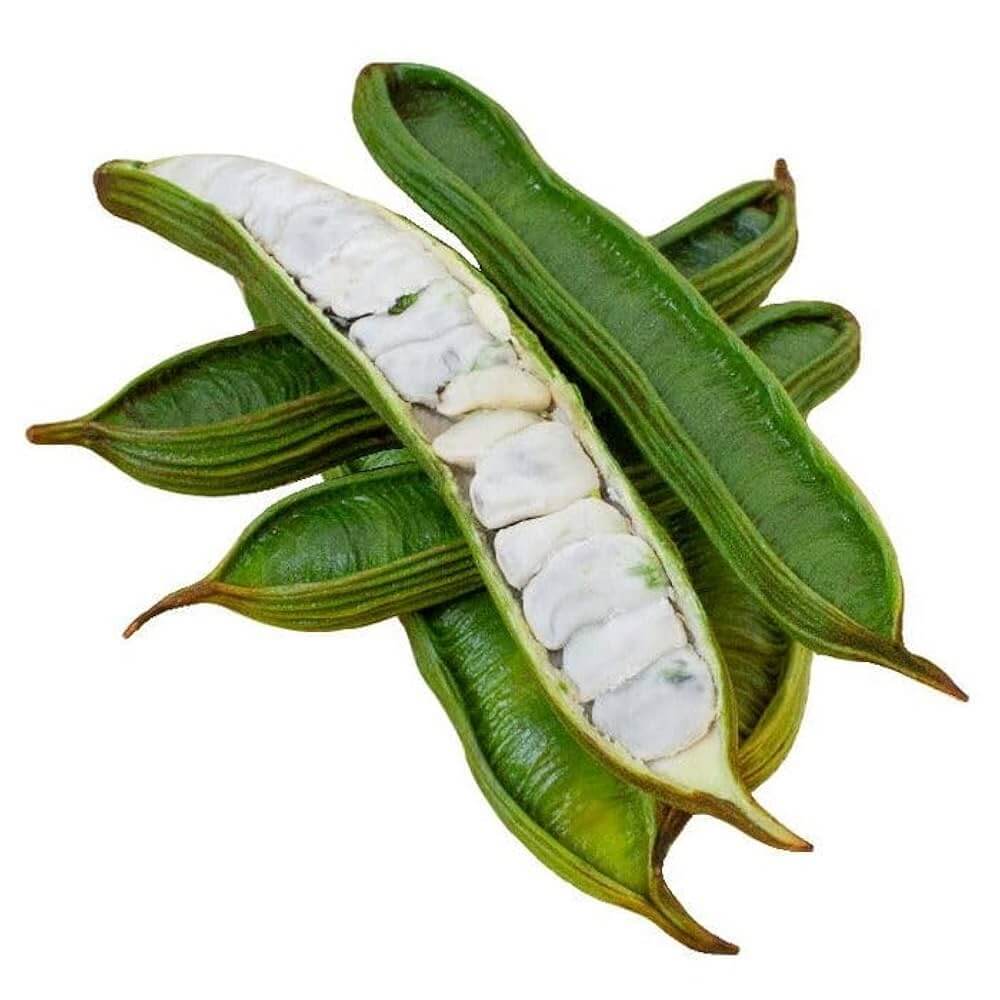 Bean Seeds - Ice Cream