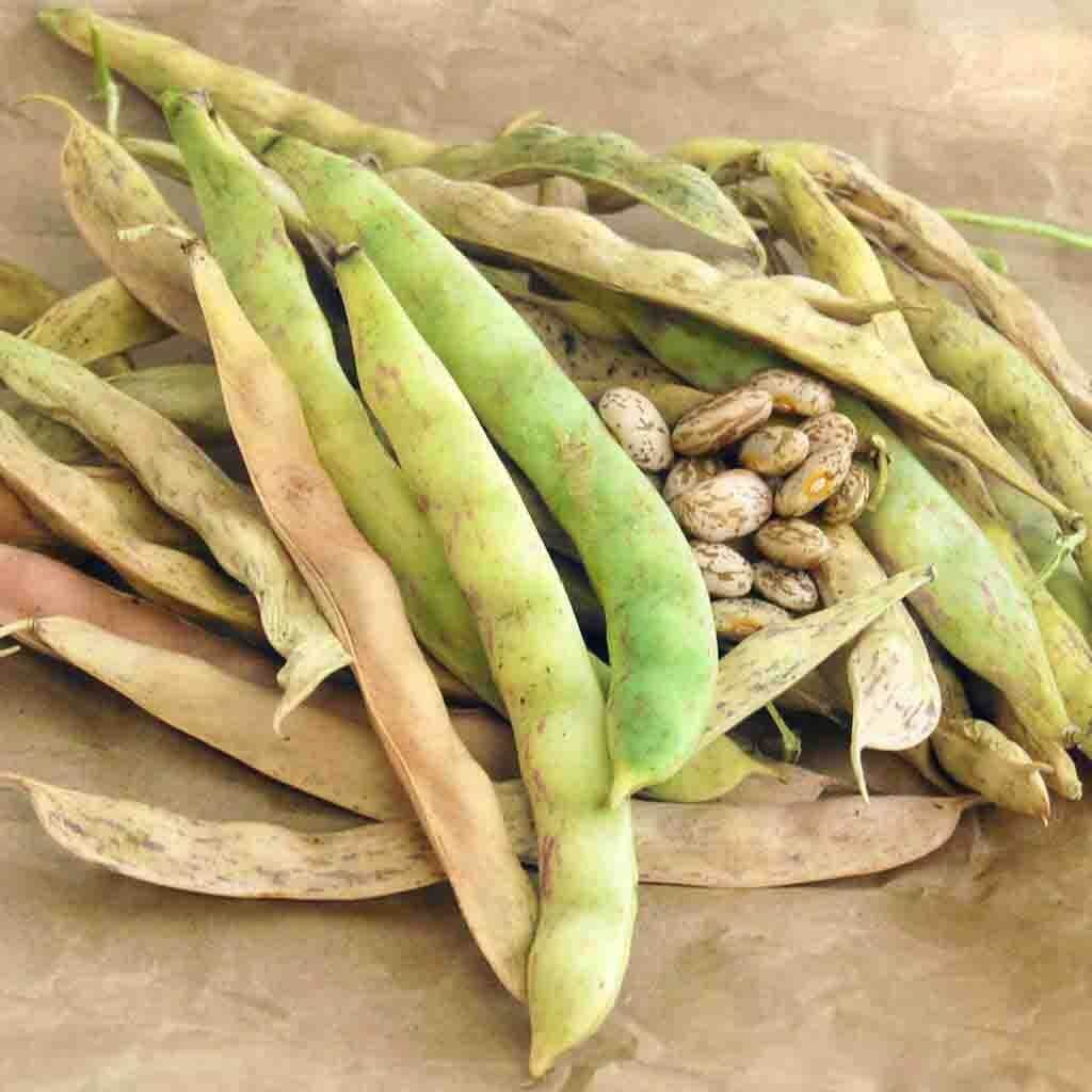 Bean Seeds - Mixed Pinto